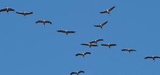 جدول هجرة الطيور 1443 مواعيد هجرة الطيور 2022